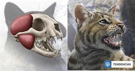 Descubren nuevo tipo de gato prehistórico en Europa .